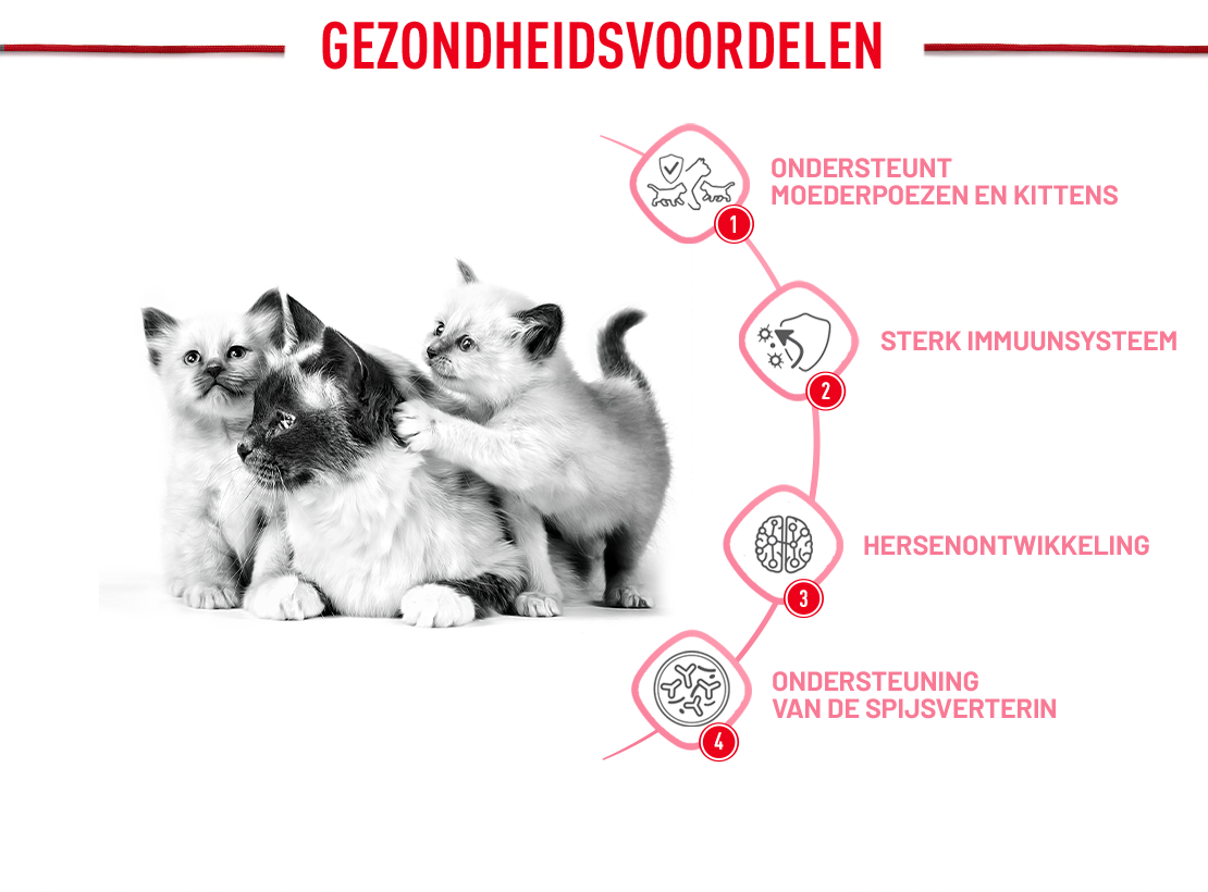 Royal Canin Babycat Mousse Ondersteuning Voordelen